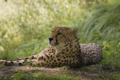 cheetah4-sk.JPG
