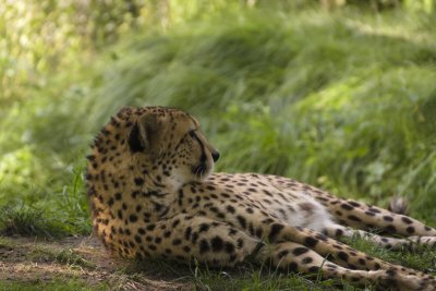 cheetah3-sk.JPG