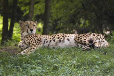cheetah2-sk.JPG