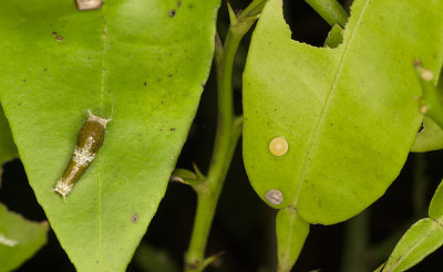 swallowtaileggandcaterpillar-citrus-sk.jpg
