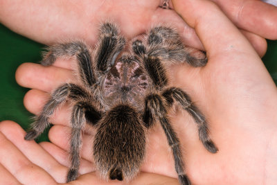 rosytarantula-kidshand.jpg