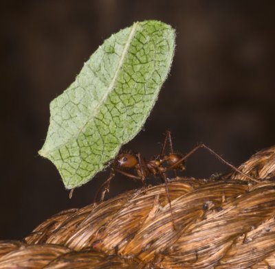 leafcutterant2.jpg