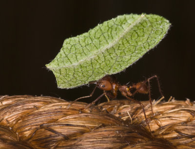 leafcutterant1.jpg
