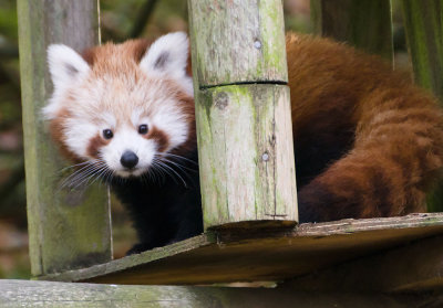 dudleyzoofirefox.jpg