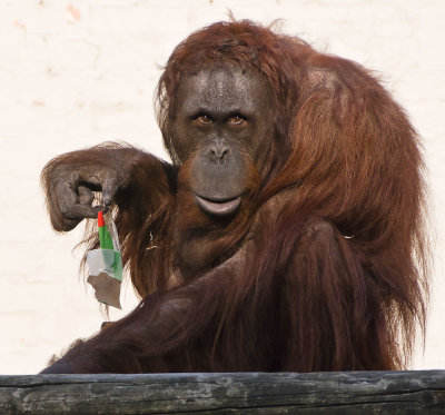 dudley-orang.jpg
