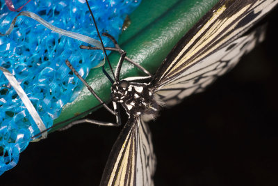 butterflyspongefeeding.jpg