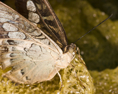 butterflysponge.jpg