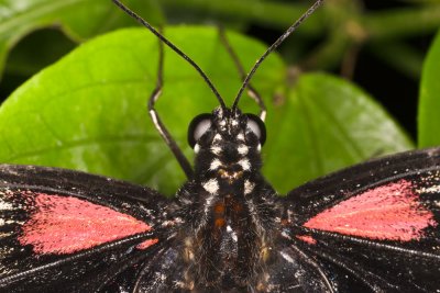butterflyhead.jpg