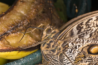butterflyfeedingfruit.jpg