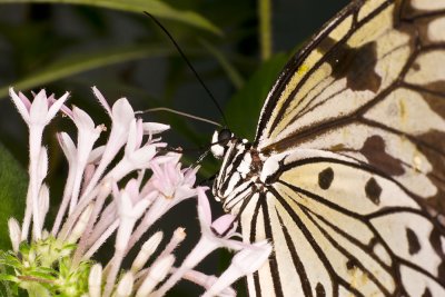 butterflyfeedingflower.jpg