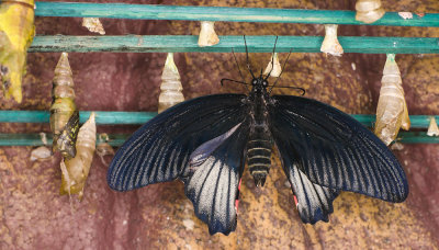 butterflyemergingdrying-sk.jpg