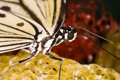 butterflycolouredsponges.jpg