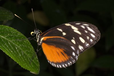 butterflycoiledtongue.jpg
