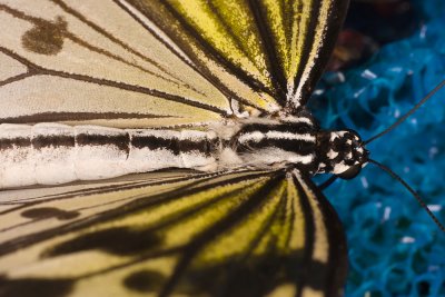 butterflybluesponge.jpg