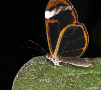 butterfly-lace-wing.jpg