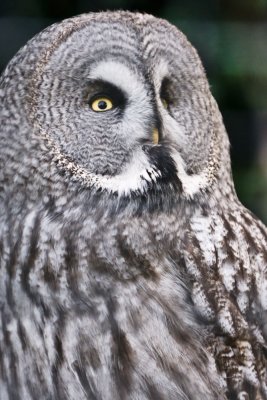 owlfeathers-sk.jpg
