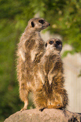 meerkats2-sk.jpg