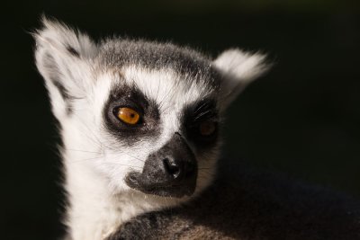 lemurportrait-sk.jpg