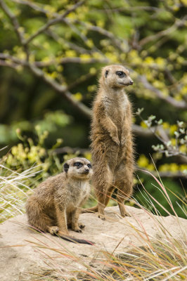 meerkatduo-sk.jpg