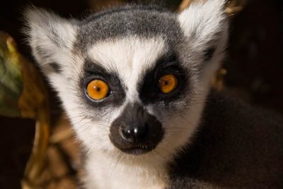 lemur1sk.jpg