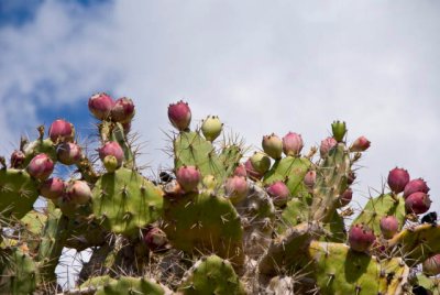 pricklypearfruit1sk.jpg