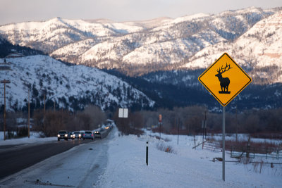 Watch out for deer!