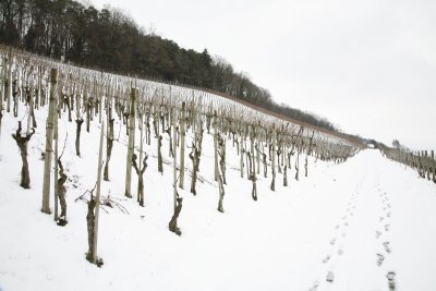 _MG_9756_res1200.jpg