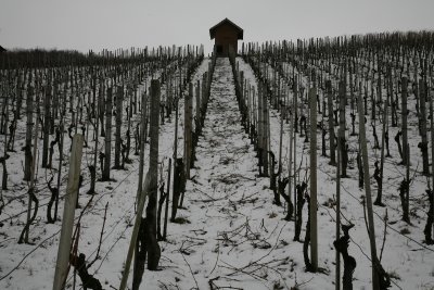 _MG_9763_res1200.jpg