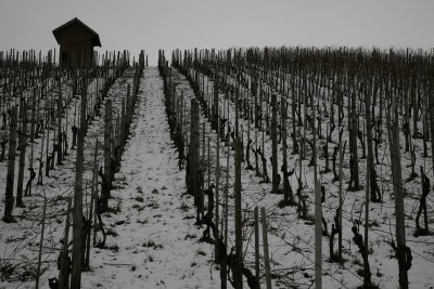 _MG_9764_res1200.jpg