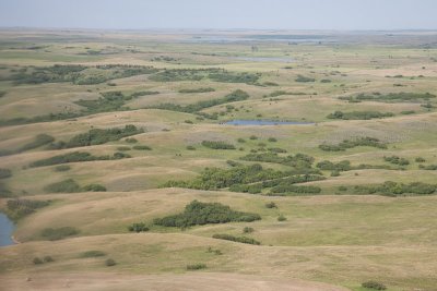 Cows in North Dakota