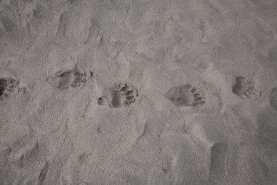 Bear tracks everywhere