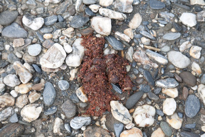 ...and bear scat, too (no watch in this one:-)