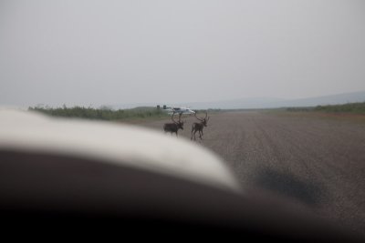 Umiat - landing short of caribous