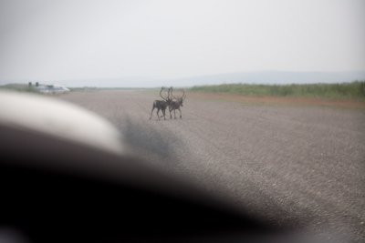 Umiat - landing short of caribous