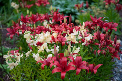 Alyeska gardens