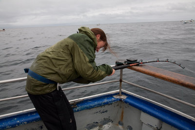 Catching halibut - hard work...