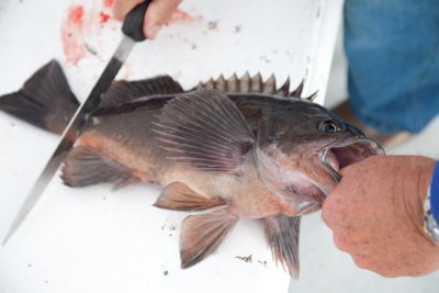 Rockfish