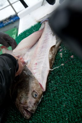 Filleting the fish on the boat
