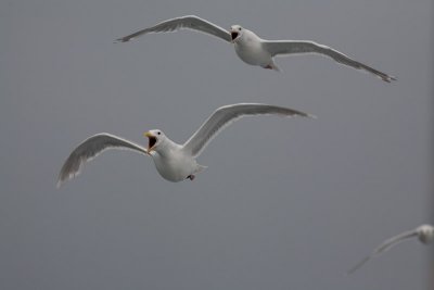 Hungry seagulls