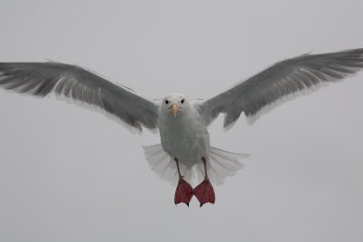 Hungry seagulls
