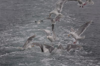 Hungry seagulls