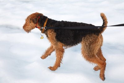 Thunder walking carefully on the glacier ice