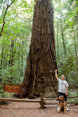 BIG trees