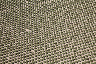 Almond trees in pattern allows machined harvesting
