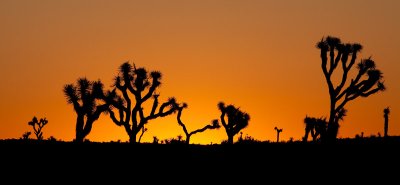 Sunrise in Joshua Tree National Park