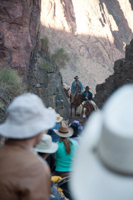 Mules bringing supply to Phantom Ranch