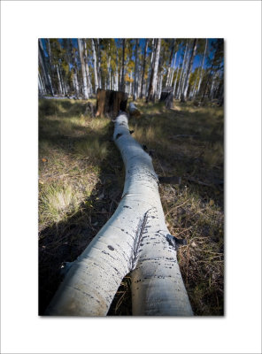 2009 Flagstaff 266.jpg