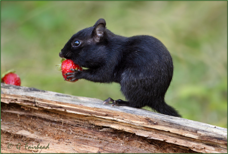 Strawberries and Chocolate Chip............munk