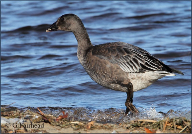 Lesser Snow Goose Juvenile Dark Phase