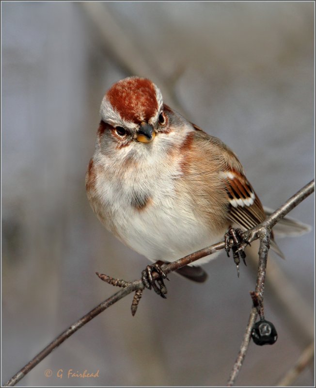 American Tree Sparrow